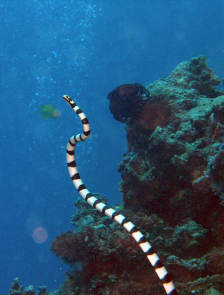 NZ Conservation Status: Vagrant IUCN Red List: Least Concern Species group: Sea kraits Banded sea krait Laticauda colubrina MPI Group Code: SSN MPI Species Code: BSS Photo: https://www.uniprot.