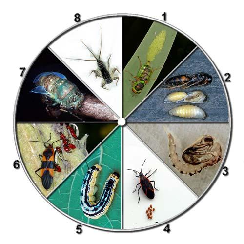 Entomological Light & Magic Insect Photography in a Digital Age Page 11 of 20 Larval Insects The insect life cycle, which we ll explore in detail shortly, is usually divide up into several stages a