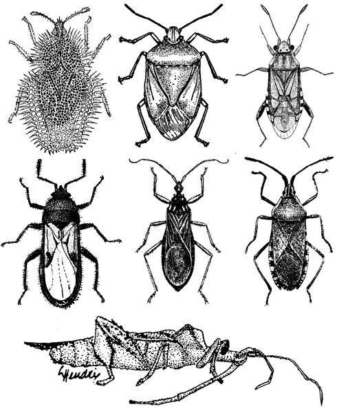 The order Hemiptera (hemi = half, ptera = wing) contain the true bugs.