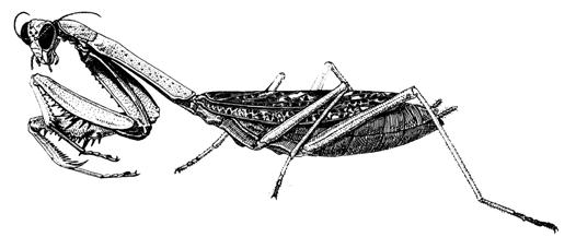 The order Orthoptera (ortho = straight, ptera = wing) includes the grasshoppers, katydids, and crickets. They have three pair of legs, chewing mouthparts, and hind legs that are modified for jumping.