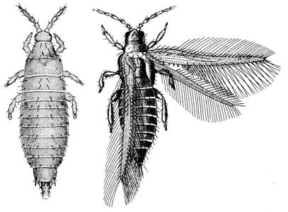 The order Thysanoptera (thysano = fringe, ptera = wing) contain the thrips (singular or plural). These are mostly seen in the juvenile stage (without wings).