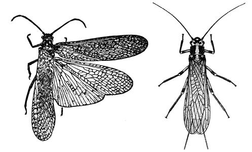 The order Neuroptera (neuro = nerve, ptera = wing) for the purposes of this lesson contain the alderflies, dobsonflies, fishflies, snakeflies, lacewings, and antlions.