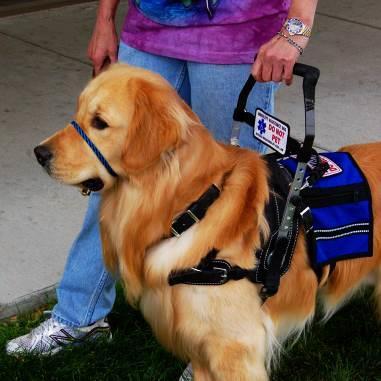 Custom Service Dog Equipment detailed information booklet on the Balance Assistance Harness & Mobility Support Harness by Bold Lead Designs BLD s specialty service dog harness is designed to provide