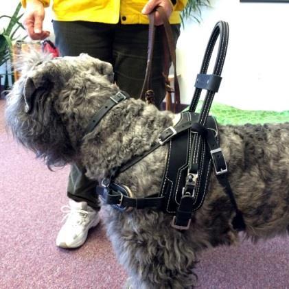 We have designed this harness with the dog s physical structure and movement in mind, and then added features to make it user-friendly and truly accessible.