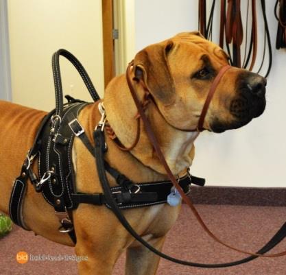 Guided by a veterinary orthopedic surgeon, canine sports medicine experts, and canine physical therapists, BLD s unique harness design allows the dog to move, breathe, and work with minimal impact
