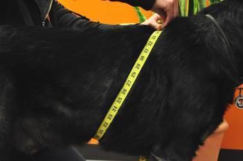 1) Measure height from withers to the floor o lay a book across the shoulders if you like 2) Measure the girth o from the sweet spot around the deepest part of the dog s chest 3) Measure the belly