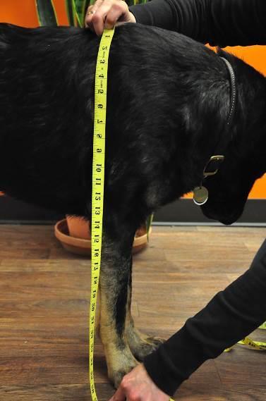 o Be sure the tape is pulled up snugly below the back of the dog s rib cage, where the ribs curve up towards the dog s belly, and then back to the sweet spot. (Do not measure the dog s waist.