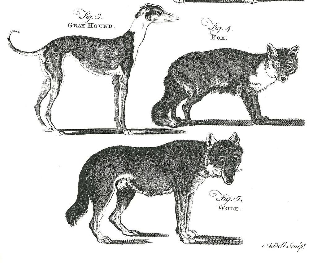 -Illustrations of several important types recognized as breeds today -Discussion of Greenland dog, Siberian dog -No mention