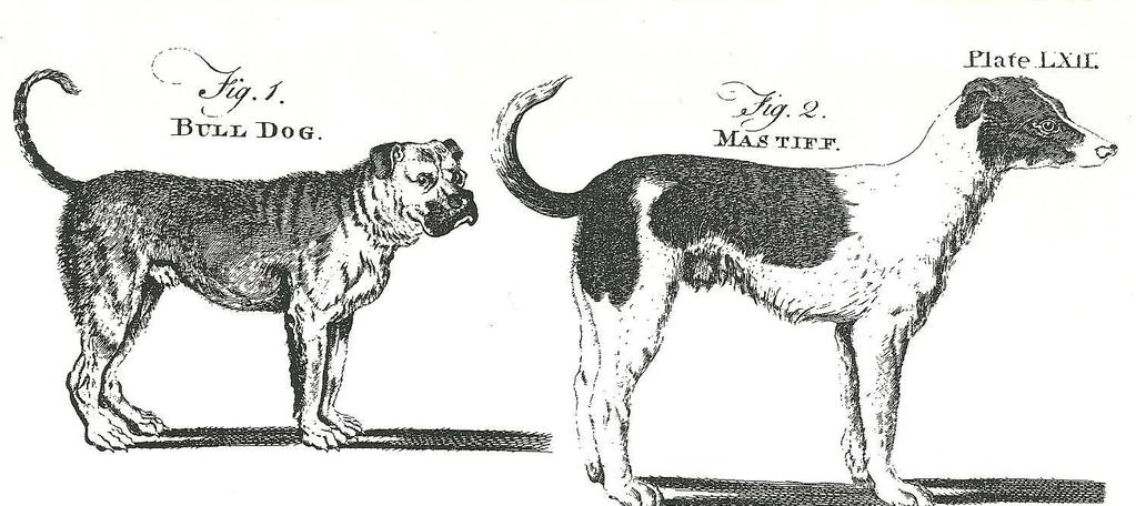 Most Period Correct dog breeds do NOT look like they did in the 18th century -First person descriptions and historical