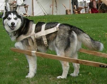 Be respectful of other re-enactors and their camps Excessive barking is not acceptable. Keep your dog away from other camps unless you are invited and have been given specific permission to enter.