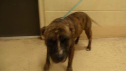 Mix Dog Male Owner/Guardian Surrender - Owner Release - Too Many Animals Lutz