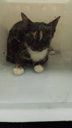 A39273021 Domestic Shorthair - Cat Female Service Out - Field TNVR A39503028 Domestic Shorthair - Mix
