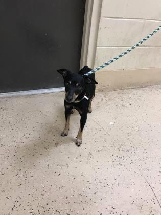 Intake Report for 8/28/2018 A39524136 Mixed Breed, Small (under 24 lbs fully grown) - Mix Dog Male Stray - Shelter No ID - NPR A39525035 Domestic