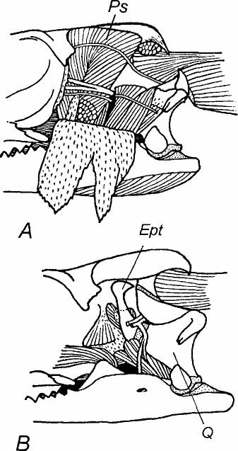NUMBER 89 269 c FIGURE 3. Interrelationship of parts of the pseudotemporalis muscle and epipterygoid or its apparent remainder (lig.