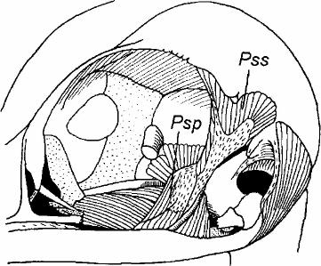 pseudotemporalis; Psp=M. pseudotemporalis profundus; Pss=M. pseudotemporalis superficialis; Q=quadrate. (A,B, after Dzerzhinsky and Yudin, 1979; C,D, after Dzerzhinsky, 1983.) D panica.