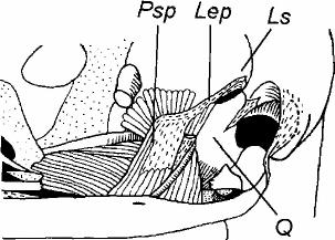 Due to the occipito-mandibular ligament, the pterygoid muscle as a whole can act similarly to the retractor, but in contrast to it, via the mandible. 2. M.