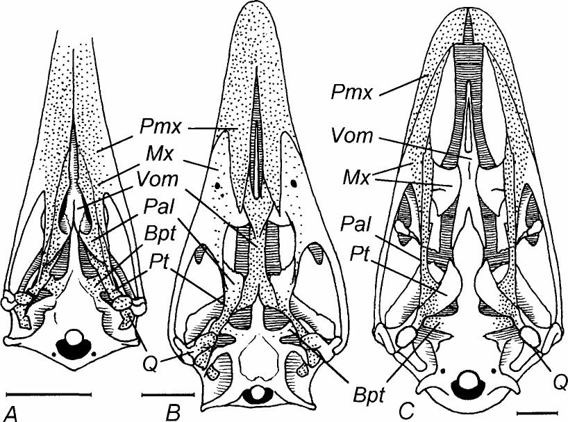 272 SMITHSONIAN CONTRIBUTIONS TO PALEOBIOLOGY FIGURE 8. Comparison of palate structures in ventral view: A, Kiwi, Apteryx sp.; B, Rhea, Rhea americana; c, Ostrich, Struthio camelus.