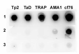 felis infection (A) or naive cats Figure 3. Assessment of feline sero-reactivity to C. felis orthologues by Immuno-dot blot. Purified C.