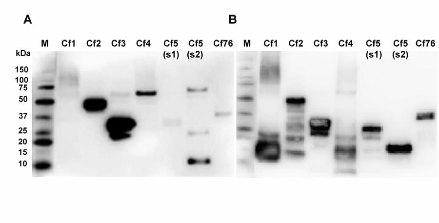 Table 3. Molecular mass of C. felis orthologues detected on Western blot.