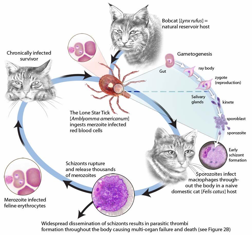 Figure 2. Life cycle of Cytauxzoon felis.