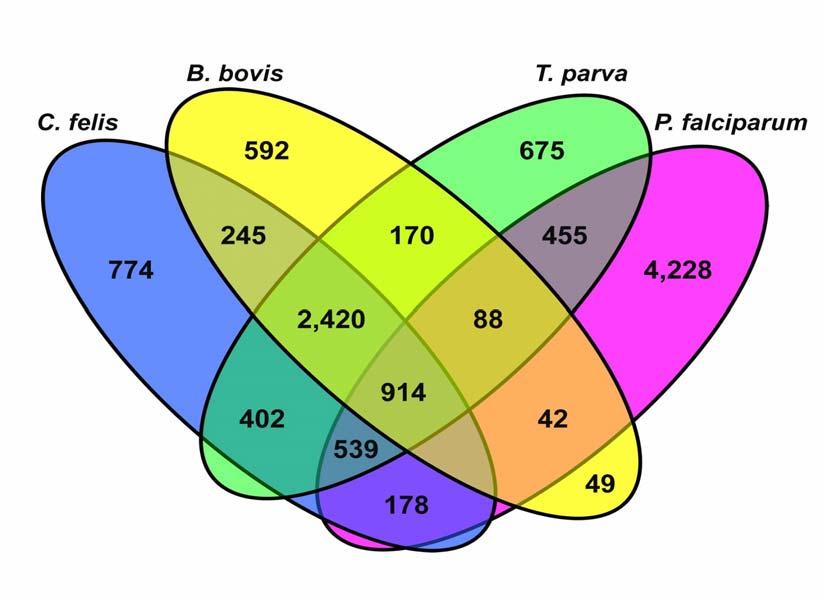 the numbers in each sector of the Venn Diagram are not strictly additive due to the variation in size of different gene families within each of the respective genomes, but provide an overall