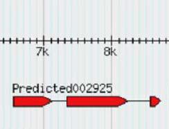 Cytauxzoon felis cf76 was predicted to be a multi-exon gene by GeneMark gene prediction software (Figure 2). Figure 2. In silico prediction of C. felis cf76. cf76 is predicted by GeneMark to possess three exons (red arrows) and two introns (lines).