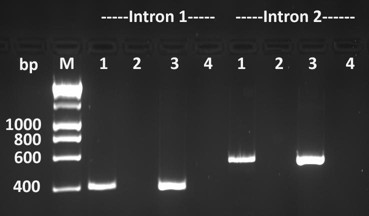Figure 3. PCR amplification of predicted cf76 intron and exon junctions. Amplification of the first predicted cf76 intron yields products of equal size using C. felis cdna (Lanes 1) and C.