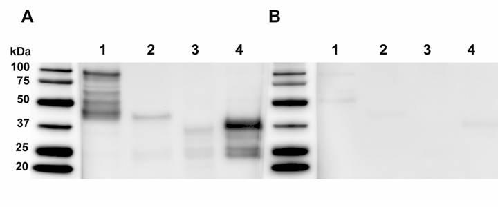 Western blot analysis using pooled sera from 10 cats surviving C. felis infection revealed strong seroreactivity to His-purified recombinant cf76 and the C-terminal region.