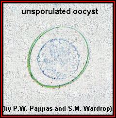 Once outside the host, the oocyst must sporulate before it is infective to another host animal.