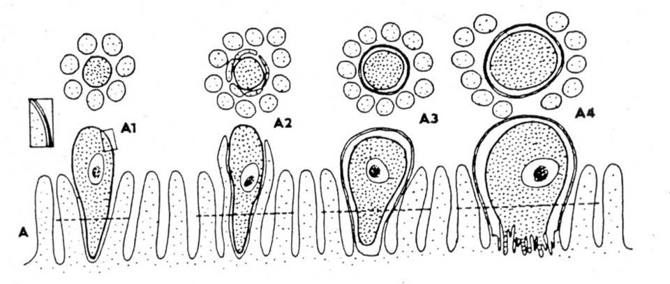 Extracytoplasmic Location microvilli extend and fuse to enclose zoite close association