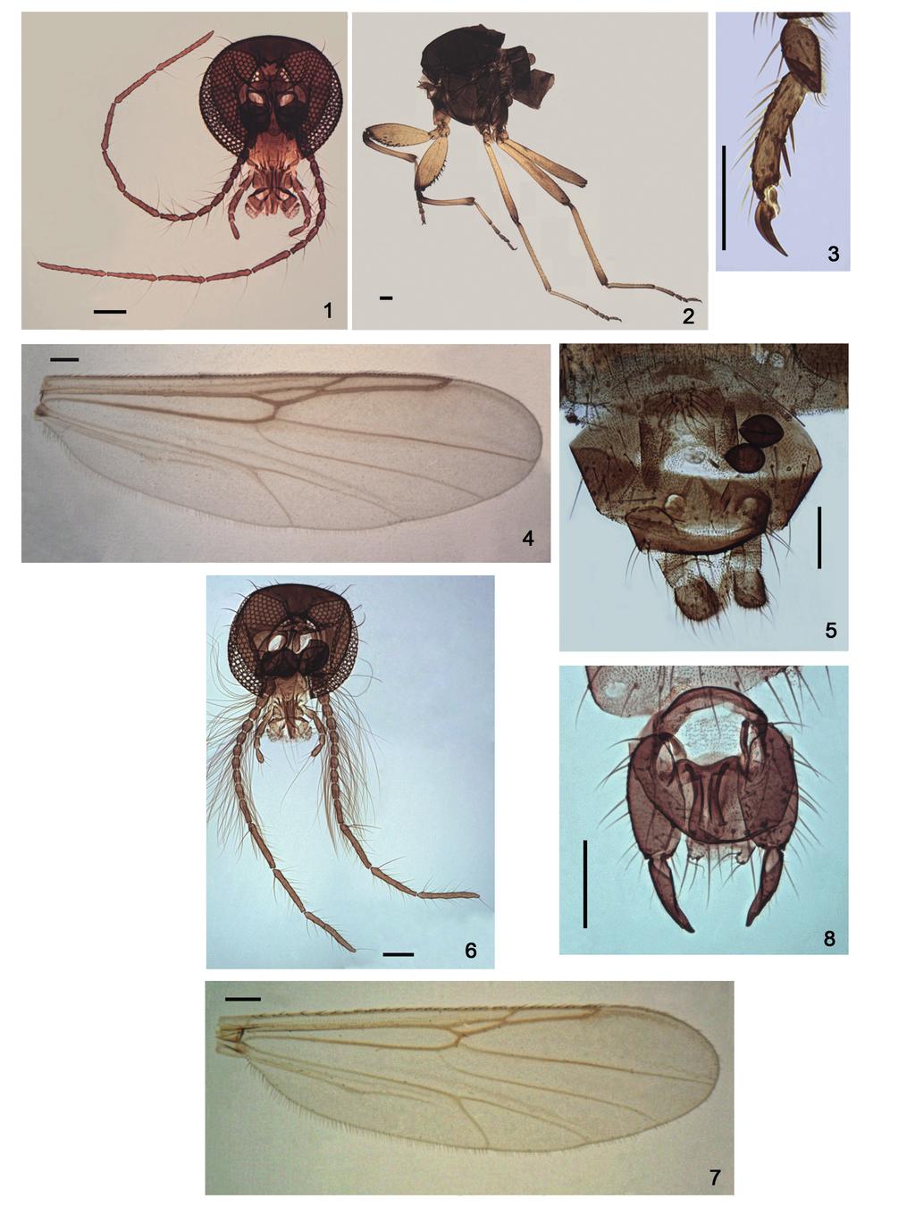 96 Spinelli et al. Figs 1-8. Austrosphaeromias chilensis (Ingram & Macfie, 1931). 1-5, female, 6-8, male.