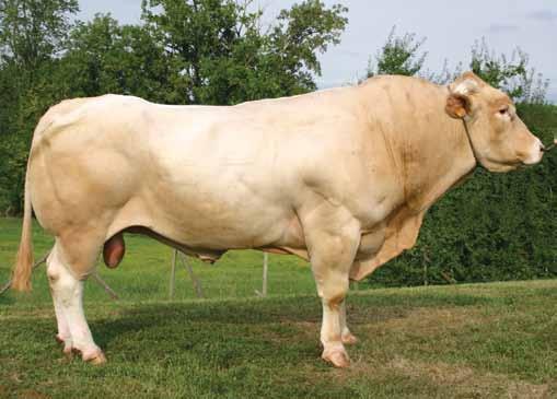 VIVALDI British Blonde HB No. 6464179125 DOB: 03.04.04 British Blonde FRENCH PERFORMANCE DATA ing Overall Weaning Growth Weaning Proofs Muscular Devel. Skeletal Devel.