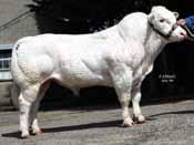 Fertility Boost Limousin,