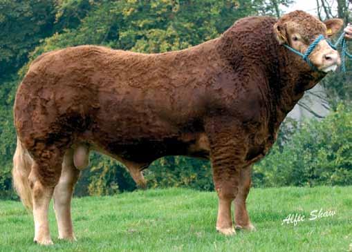 Ampertaine BRIGADEER ELITE CARCASE Limousin HB No. MDG06-012 Ear No: UK9564385/386-1 DOB: 14.07.06 Limousin BLUP Date 16.11.13 Birth Mat Gest Len ing Value 200 Milk Age at 1st. Life Span Interv Mat.