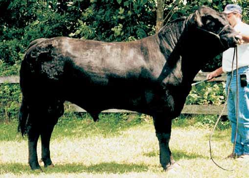 Belladoon ACE OF SPADES Black Limousin Ear No: CPM0121875 DOB: 31.01.98 Canadian Genetic Evaluation CE (U) BW (lbs) WG (lbs) Milk (lbs) PWG (lbs) SC (cm) REA (sq in) Fat 365 (mm) IMF EBV -5 +0.
