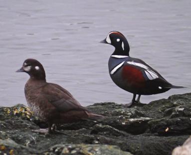 K iida K uuxaw Harlequin Duck Photo : Krista Kaptein male is colourful grey, blue and red, with white markings; female is brown