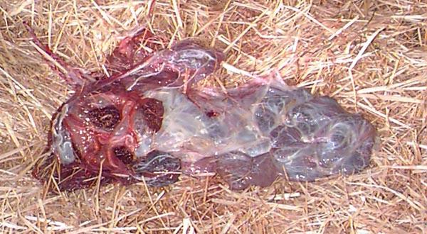 Calving - Stage 3 Expulsion of the
