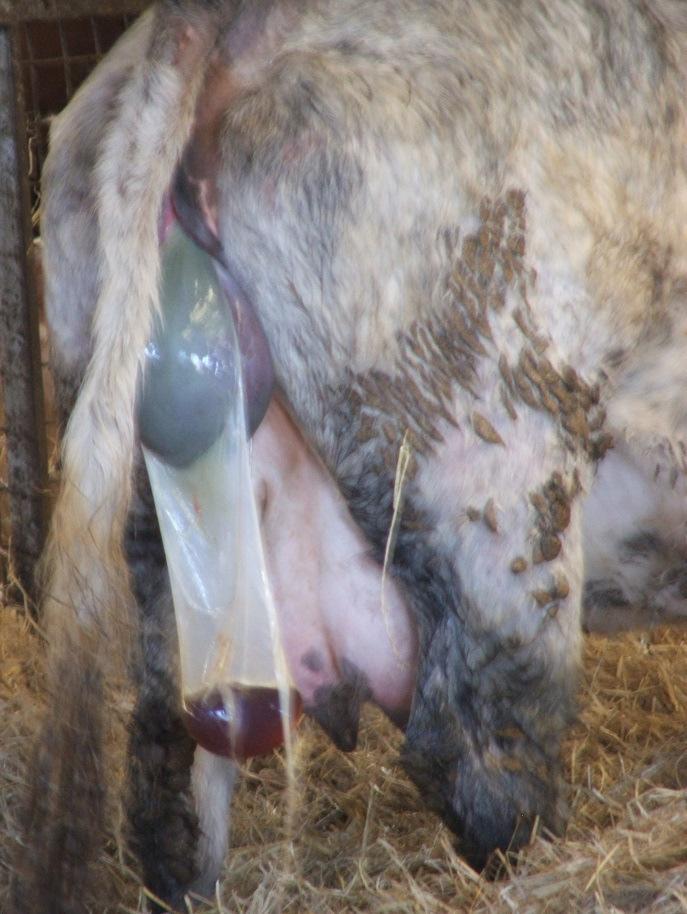 Intervention Do not burst the second water sac - Fluid around the calf