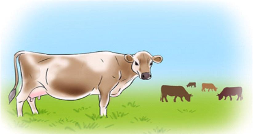 Calving - Stage 1 Lasts 2 6 hours Signs: Seek isolation Signs of pain