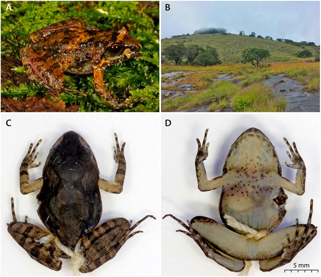 AFRICAN JOURNAL OF HERPETOLOGY 15 Etymology The new species is named after Mount Inago, where this species is endemic. Description of holotype Small to medium size frog, SUL 15.2 mm.