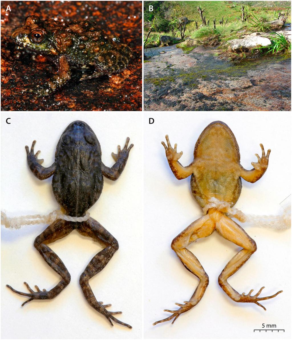 AFRICAN JOURNAL OF HERPETOLOGY 7 Figure 3. Nothophryne broadleyi from Mount Mulanje. (A) Adult male, (B) habitat, (C) dorsal view of male PEM A10714, (D) ventral view of male PEM A10714.