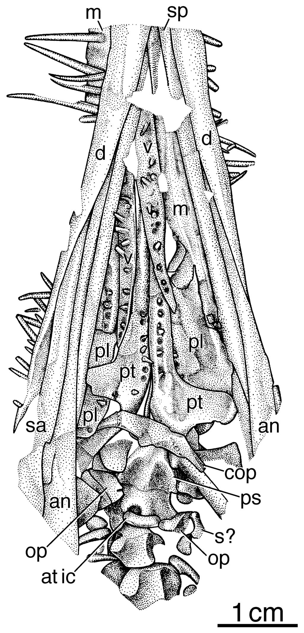 THE CRANIAL SKELETON OF MESOSAURUS TENUIDENS 355 Figure 9. Mesosaurus tenuidens, SMNH R212. Palate, braincase, hyoid element, mandible and anteriormost cervicals in ventral view.