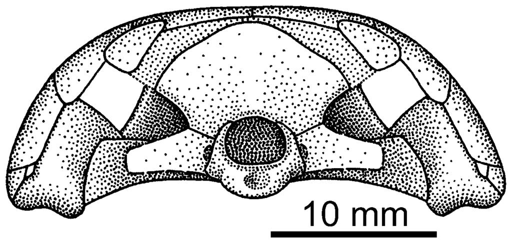 THE CRANIAL SKELETON OF MESOSAURUS TENUIDENS 349 Figure 2. Reconstruction of the skull of Mesosaurus tenuidens in occipital view.