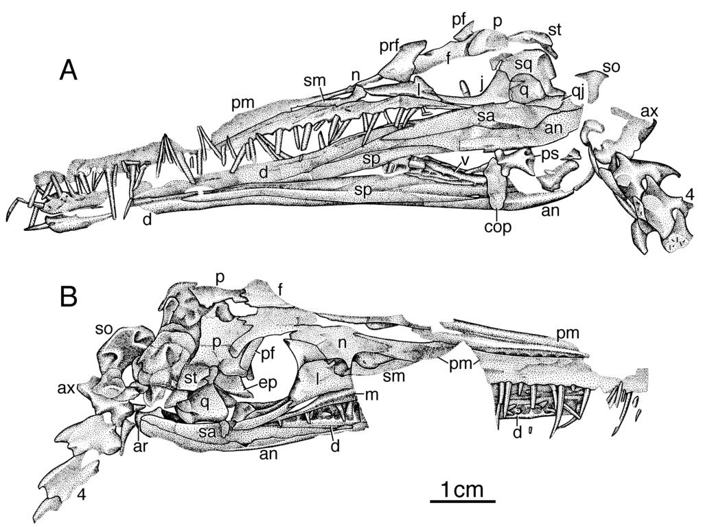 350 S. P. MODESTO Figure 4. Mesosaurus tenuidens, part and counterpart. A, SMNH R208. Skull, mandible and anterior cervical vertebrae in left lateral view. B, SMNH R207a.