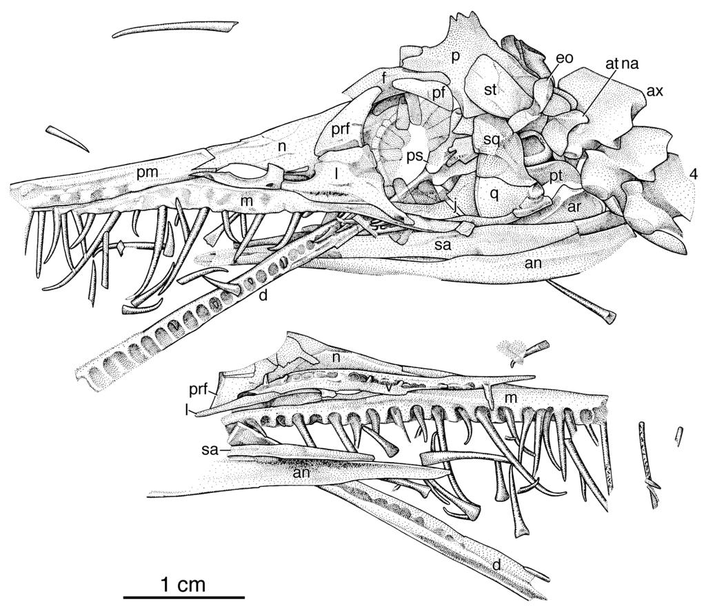 THE CRANIAL SKELETON OF MESOSAURUS TENUIDENS 351 Figure 5. Mesosaurus tenuidens, MCZ 4028, part and counterpart.