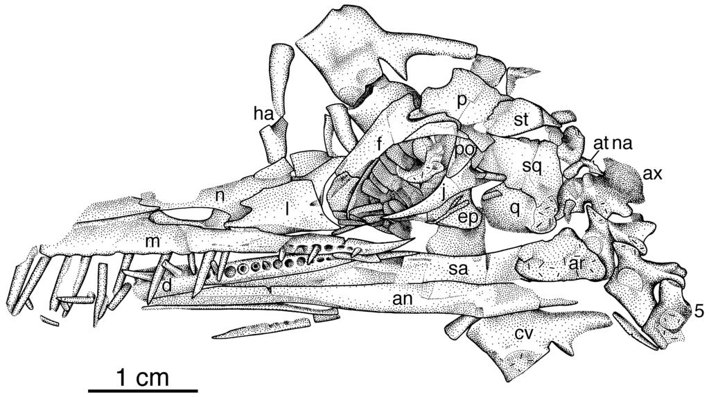 352 S. P. MODESTO Figure 6. Mesosaurus tenuidens. MCZ 4030h. Skull, mandible, cervical vertebrae and caudal vertebrae in left lateral view. orbital margin.