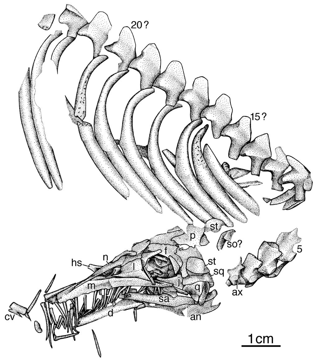 THE CRANIAL SKELETON OF MESOSAURUS TENUIDENS 353 Figure 7. Mesosaurus tenuidens, MCZ 4031a.