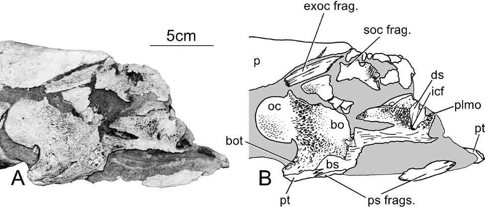 FIGURE 7. Holotype skull of Trinacromerum bentonianum, USNM 10945; photograph (A) with interpretive drawing (B).