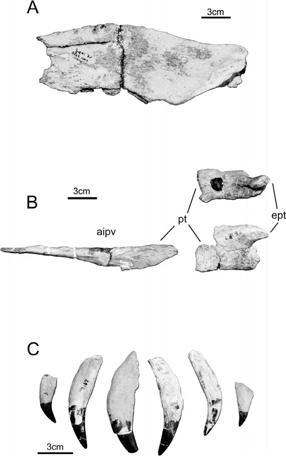 FIGURE 9. Cranial fragments of the FMNH specimen of Polycotylus latipinnis, PR 1629 and PR 187. Sagittal crest shown in A, pterygoids and epipterygoids in dorsal aspect shown in B, teeth shown in C.