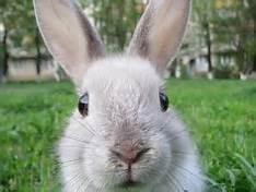 Why Rabbits Have Long Ears And Short